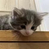 ノルウェージャンフォレストキャット【岐阜県・男の子・2025年11月10日・ブルータビー&ホワイト】の写真6