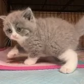 ブリティッシュショートヘア【岐阜県・男の子・2025年8月31日・ブルー&ホワイト】の写真6