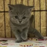 ブリティッシュショートヘア【岐阜県・女の子・2025年8月31日・ブルー】の写真6