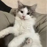 ノルウェージャンフォレストキャット【岐阜県・女の子・2025年5月11日・ブルータビー&ホワイト】の写真6