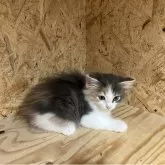 ノルウェージャンフォレストキャット【岐阜県・女の子・2025年9月8日・ブルーパッチドタビー&ホワイト】の写真6