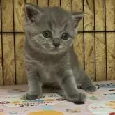 ブリティッシュショートヘア【岐阜県・女の子・2025年8月31日・ブルー】の写真7