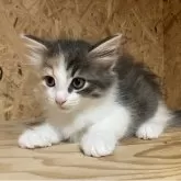 ノルウェージャンフォレストキャット【岐阜県・女の子・2025年9月8日・ブルーパッチドタビー&ホワイト】の写真7