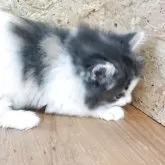 ノルウェージャンフォレストキャット【岐阜県・女の子・2025年3月18日・ブルーパッチドタビー&ホワイト】の写真7