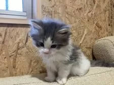 ノルウェージャンフォレストキャット【岐阜県・男の子・2024年12月29日・ブルータビー&ホワイト】の写真7