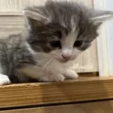 ノルウェージャンフォレストキャット【岐阜県・男の子・2025年11月10日・ブルータビー&ホワイト】の写真8