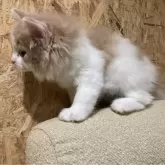 ノルウェージャンフォレストキャット【岐阜県・男の子・2025年2月13日・クリームタビー&ホワイト】の写真8