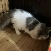 ノルウェージャンフォレストキャット【岐阜県・女の子・2025年5月11日・ブルータビー&ホワイト】の写真8