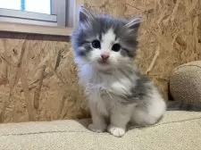 ノルウェージャンフォレストキャット【岐阜県・男の子・2024年12月29日・ブルータビー&ホワイト】の写真8