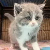 ブリティッシュショートヘア【岐阜県・男の子・2025年8月31日・ブルー&ホワイト】の写真8