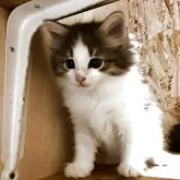 ノルウェージャンフォレストキャット【岐阜県・女の子・2025年7月1日・ブルーパッチドタビー&ホワイト】の写真8