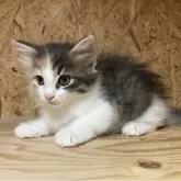 ノルウェージャンフォレストキャット【岐阜県・女の子・2025年9月8日・ブルーパッチドタビー&ホワイト】の写真8