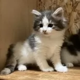 ノルウェージャンフォレストキャット【岐阜県・女の子・2025年7月1日・ブルーパッチドタビー&ホワイト】の写真9