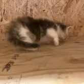 ノルウェージャンフォレストキャット【岐阜県・女の子・2025年9月8日・ブルーパッチドタビー&ホワイト】の写真9