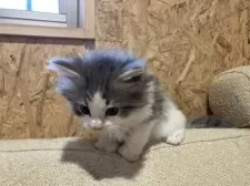 ノルウェージャンフォレストキャット【岐阜県・男の子・2024年12月29日・ブルータビー&ホワイト】の写真9