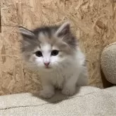 ノルウェージャンフォレストキャット【岐阜県・女の子・2025年1月12日・ブルーパッチドタビー&ホワイト】の写真9