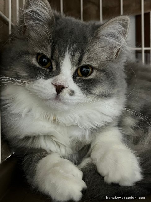 スコティッシュフォールドのここあママです💕｜大槻　千秋(おおつき　ちあき)ブリーダー(宮城県・スコティッシュフォールド・ICC登録)の紹介写真1