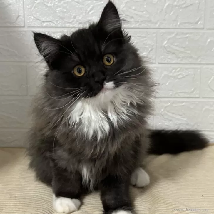 ID：2412-02168の子猫