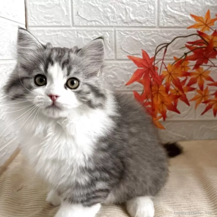 ID：2510-02309の子猫