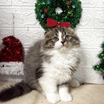 スコティッシュフォールド(折れ耳)【宮城県・男の子・2025年8月24日・ブラウンタビーホワイト】の写真「活発で運動神経抜群！」