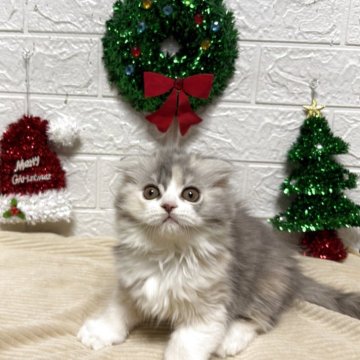 スコティッシュフォールド(折れ耳)【宮城県・女の子・2025年9月13日・ダイリュートキャリコ】の写真「綺麗なダイリュートキャリコの折れ耳ちゃんです💕」