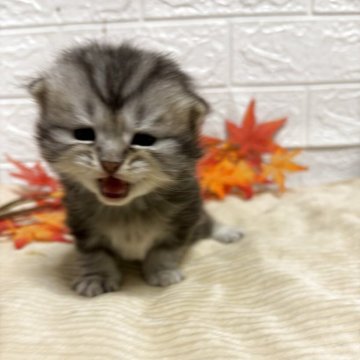 スコティッシュフォールド(折れ耳)【宮城県・男の子・2025年8月24日・シルバータビーホワイト】の写真「パパの子猫時代にそっくり❣️」