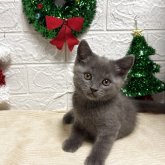 スコティッシュフォールド(立ち耳)