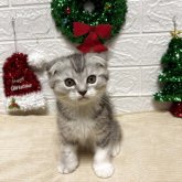 スコティッシュフォールド(折れ耳)