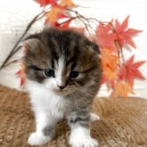 スコティッシュフォールド(折れ耳)