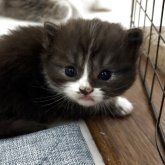 スコティッシュフォールド(立ち耳)