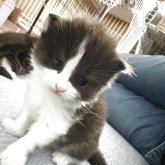 スコティッシュフォールド(折れ耳)