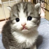 スコティッシュフォールド(立ち耳)