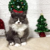 スコティッシュフォールド(立ち耳)