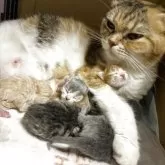 スコティッシュフォールド(折れ耳)【宮城県・女の子・2025年9月13日・ダイリュートキャリコ】の写真9