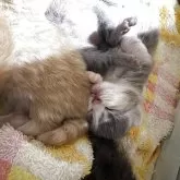 スコティッシュフォールド(折れ耳)【宮城県・女の子・2025年9月13日・ダイリュートキャリコ】の写真7