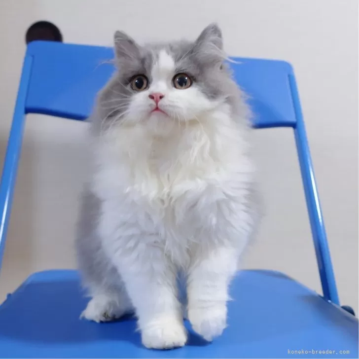 ID：2309-00806の子猫