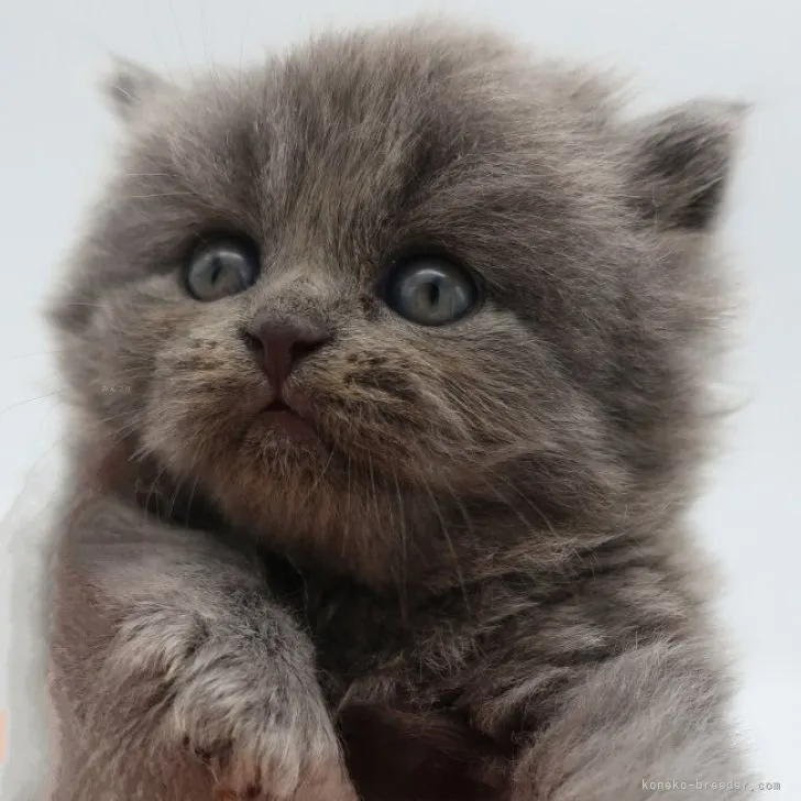 ID：2309-01894の子猫