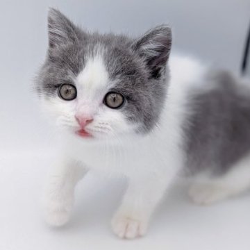 ブリティッシュショートヘア【福島県・男の子・2023年10月3日・ブルーホワイト（ショートヘア）】の写真「チャンピオン家系🏆20,000円割引キャンペーン」