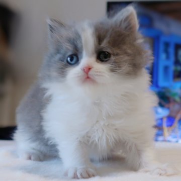 ブリティッシュショートヘア【福島県・男の子・2024年1月25日・ブルーホワイト（ロングヘア）】の写真「珍しいオッドアイ🏆20,000円割引キャンペーン」