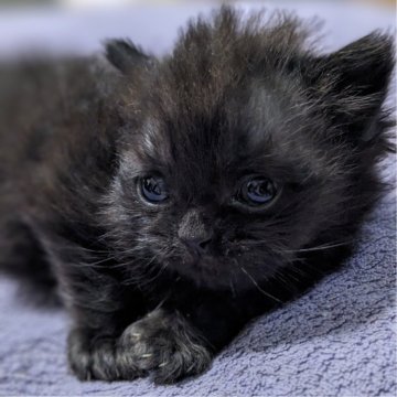 ブリティッシュショートヘア【福島県・男の子・2023年12月14日・ブラック（ロングヘア）】の写真「チャンピオン家系🏆20,000円引キャンペーン中」