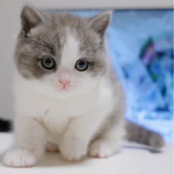 ブリティッシュショートヘア【福島県・男の子・2024年1月25日・ブルーホワイト（ショートヘア）】の写真「東京日本橋店でも見学可🏆チャンピオン家系🏆」