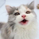 ブリティッシュショートヘア