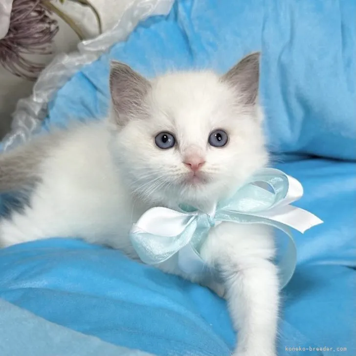 ID:2311-00557の子猫