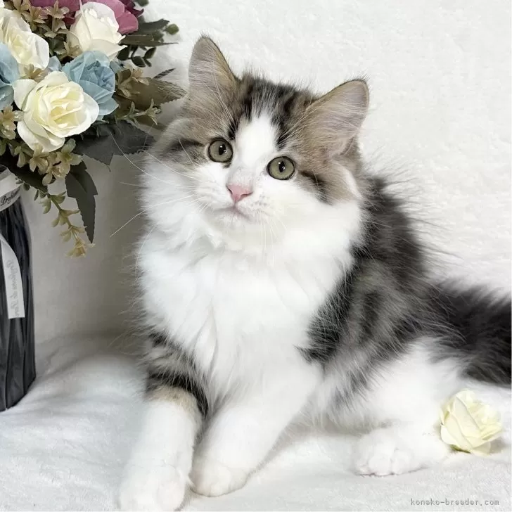 ID：2409-01788の子猫