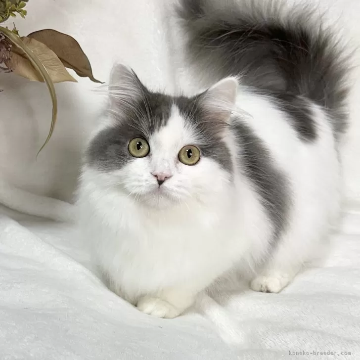 ID:2401-01401の子猫