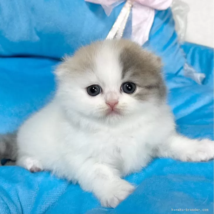 ID:2402-01433の子猫
