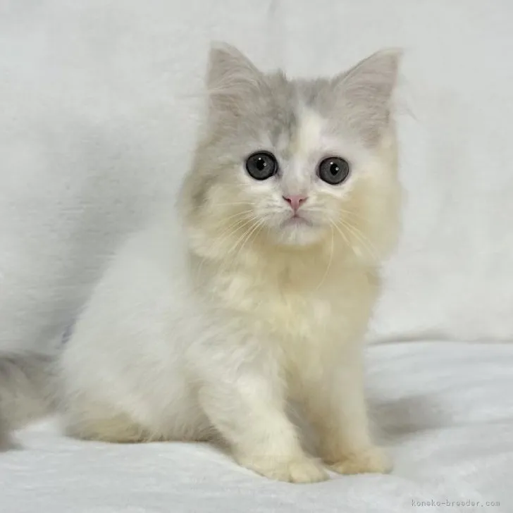 ID:2304-03324の子猫