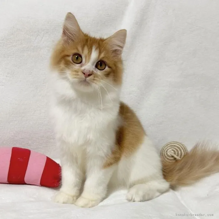 ID:2210-02449の子猫