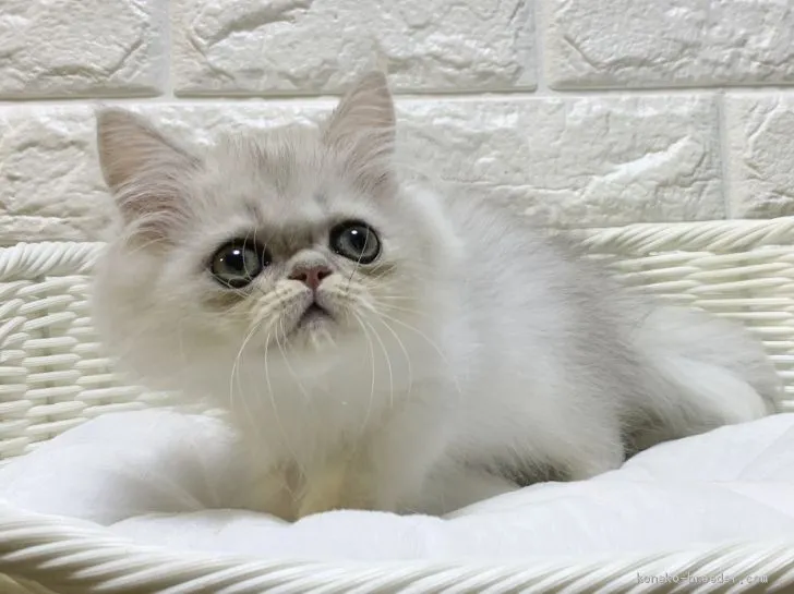 ID:2010-00682の子猫