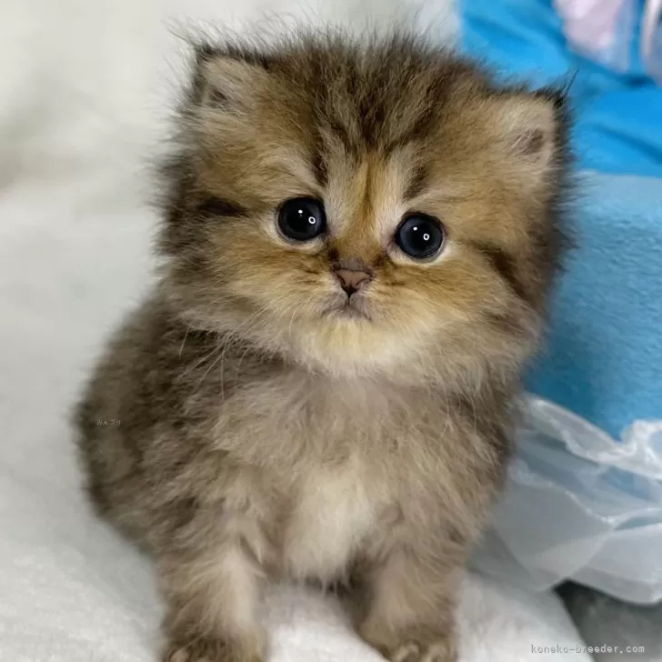 ID：2405-01539の子猫